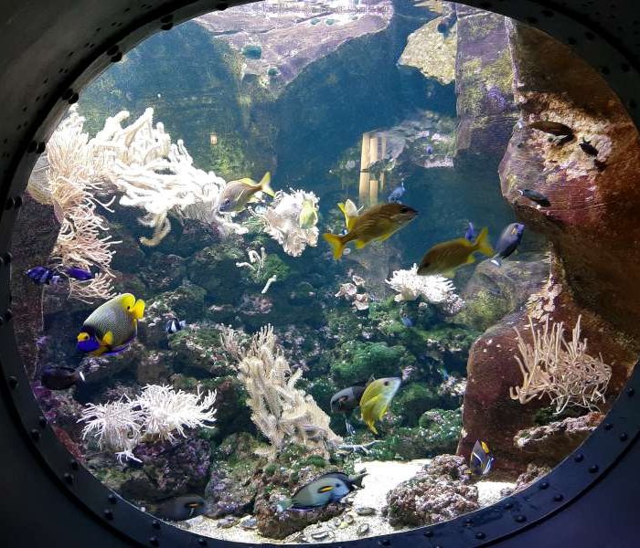 Aquarium Pairi Daiza