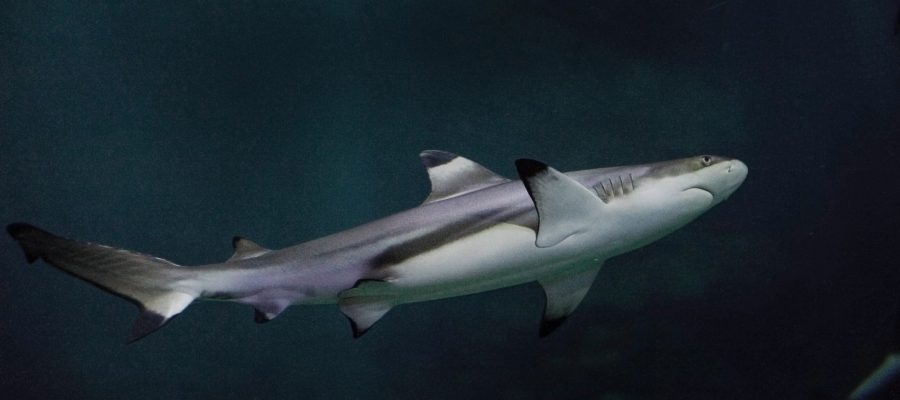 Aquarium de Paris requin