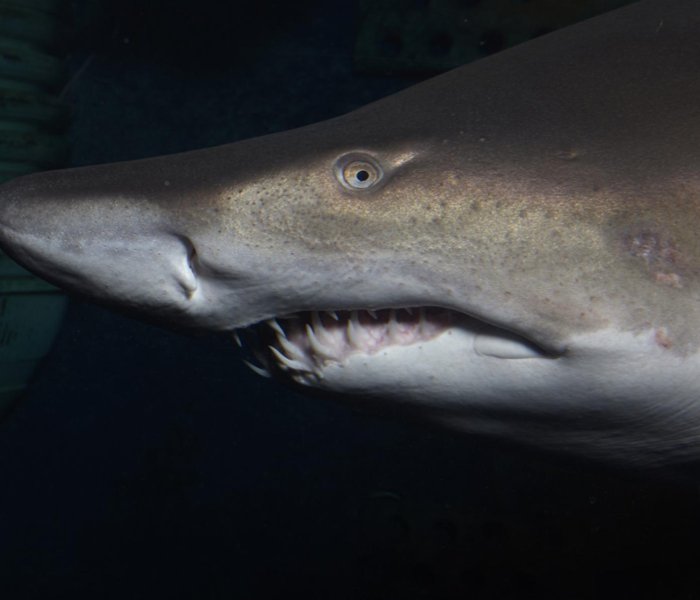 Aquarium de Saint-Malo shark