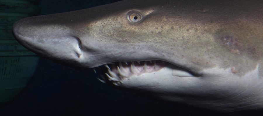 Aquarium de Saint-Malo shark