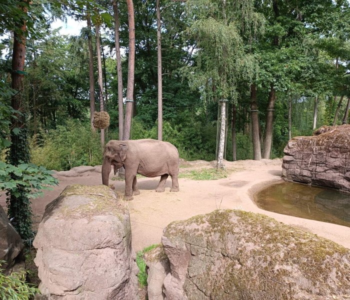 Burgers Zoo olifant