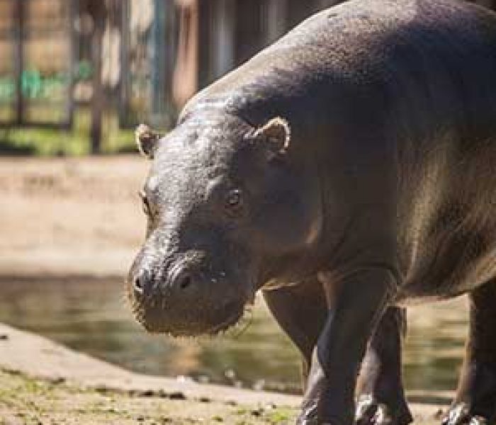 Canpol Zoo Polen