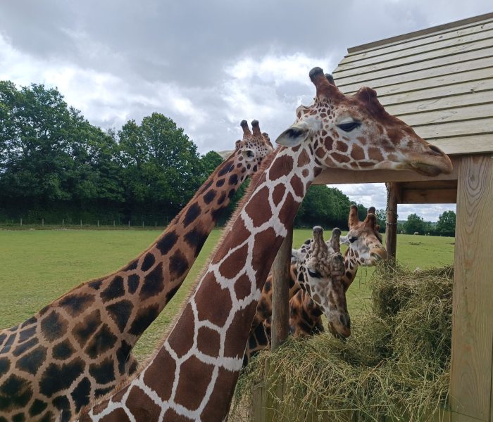 Cerza Parc giraffe