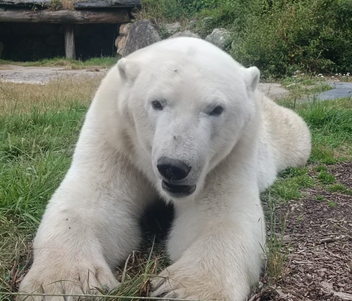 Cerza Parc ours blanc