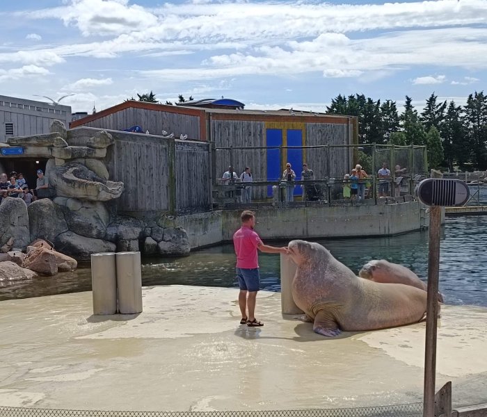 Dolfinarium Harderwijk walrus