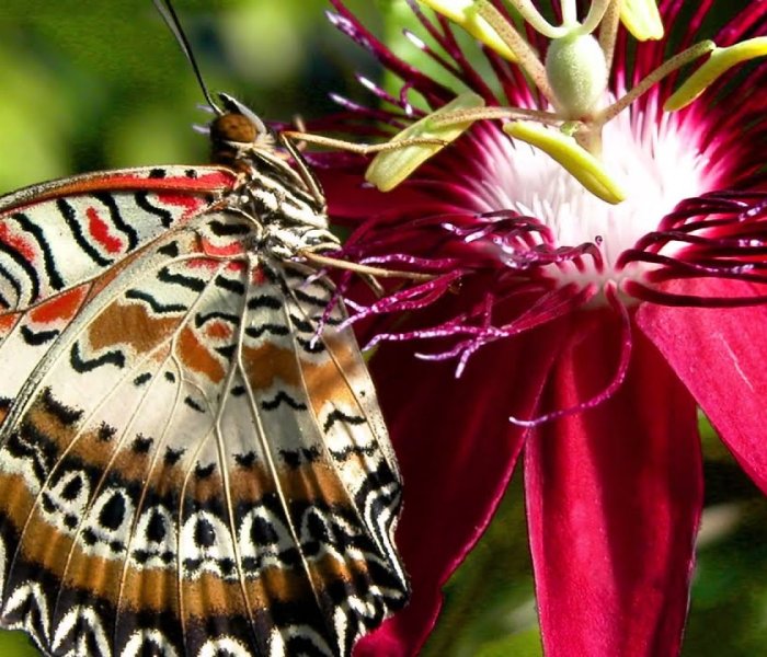 Jardin des Papillons Hunawihr