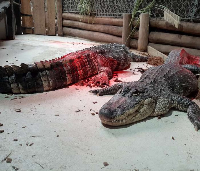 Krokodil Pairi Daiza