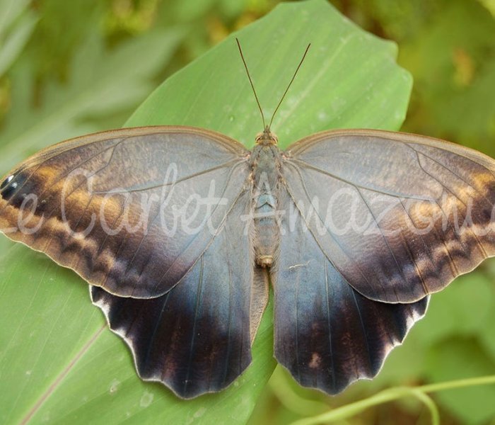 La Ferme aux Papillons (Carbet Amazonien)