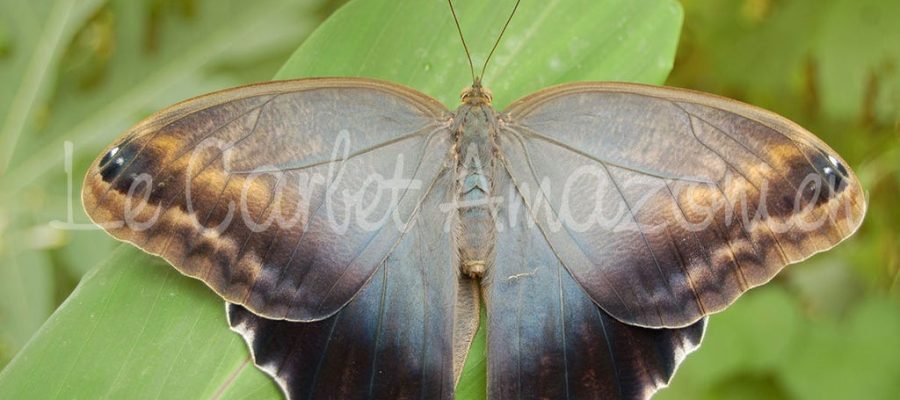La Ferme aux Papillons (Carbet Amazonien)