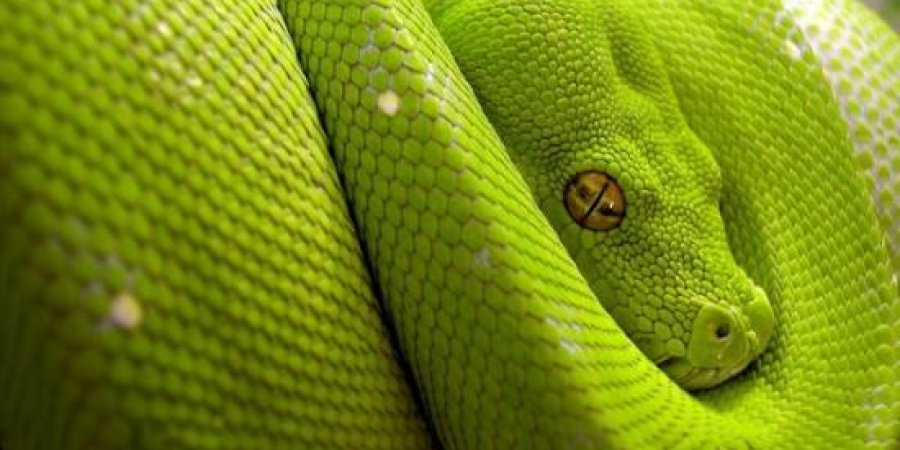 La Ferme des Reptiles serpent