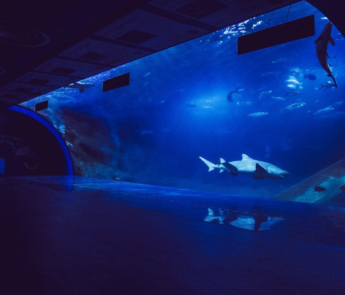 National Marine Aquarium