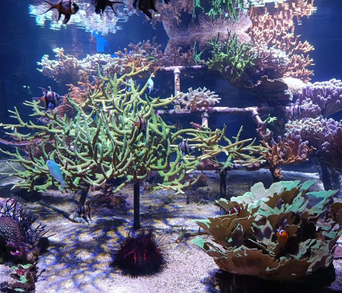 Nausicaa coral
