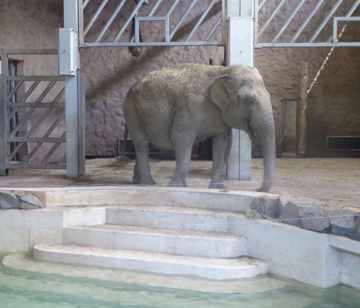 Neunkircher Zoo elephant