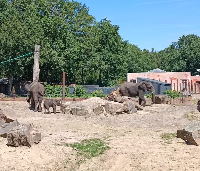 Ouwehands Dierenpark Rhenen olifanten