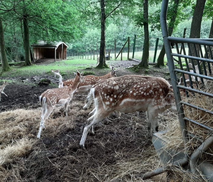 Parc à Gibier de La Roche en Ardenne bambi