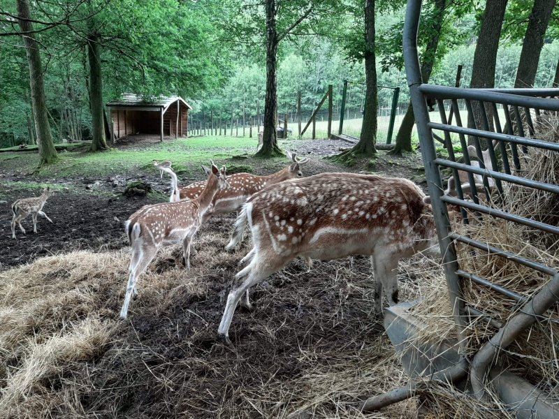 Parc à Gibier de La Roche en Ardenne bambi
