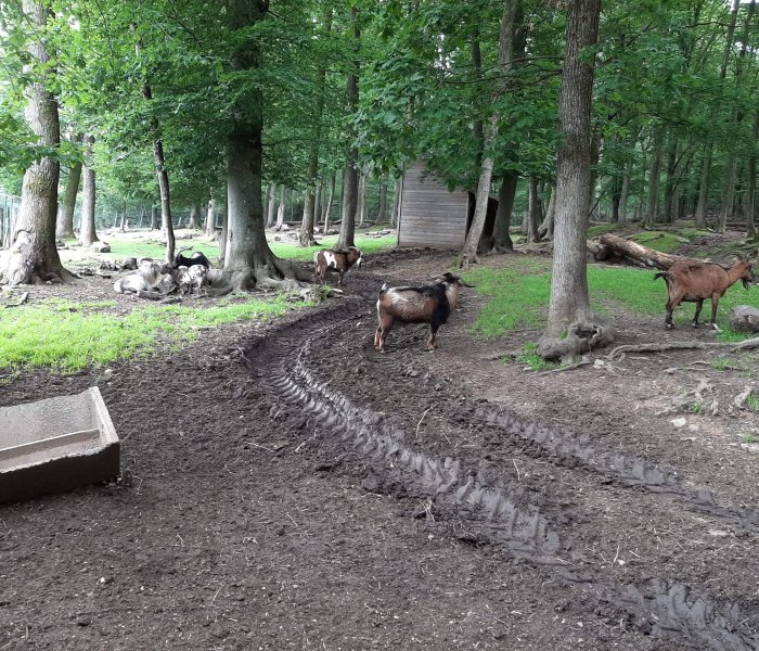 Parc à Gibier de La Roche en Ardenne goats