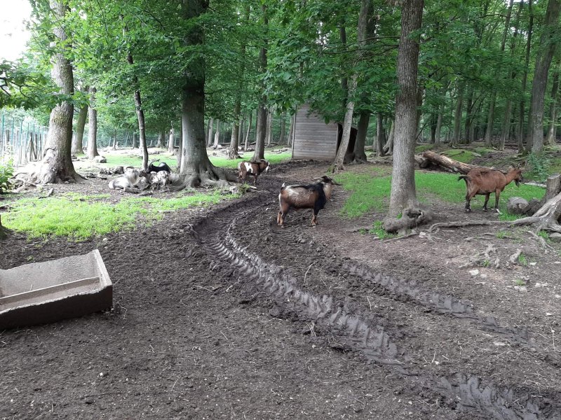 Parc à Gibier de La Roche en Ardenne goats