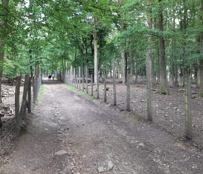 Parc à Gibier de La Roche en Ardenne woods 2
