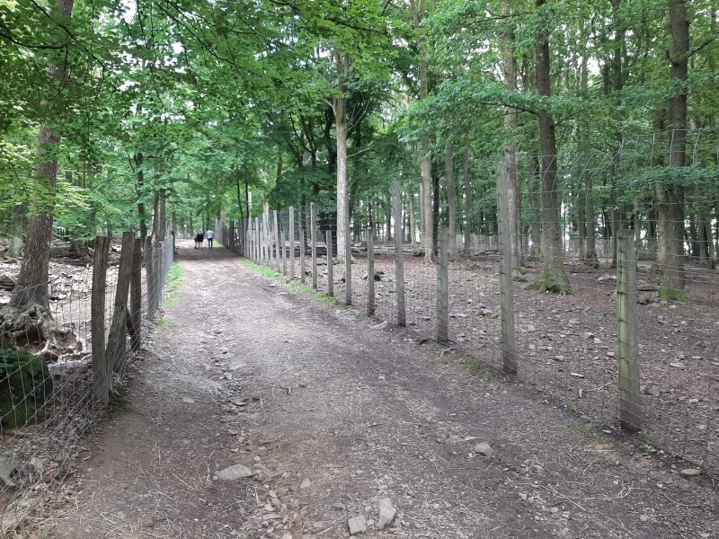 Parc à Gibier de La Roche en Ardenne woods 2
