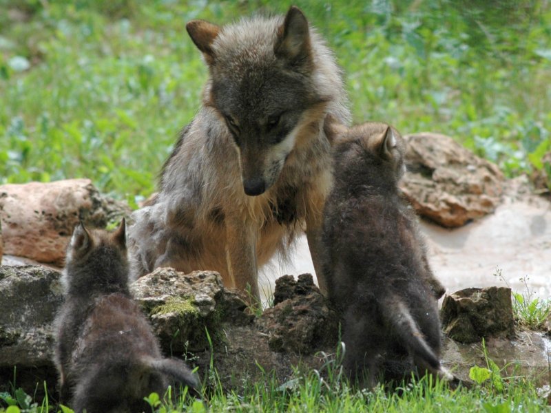 Themeparkzoo - Parc animalier de Gramat, animal park in France