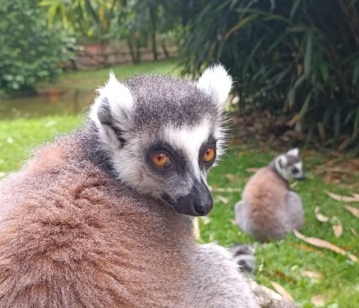 Parc de l'Auxois lemure