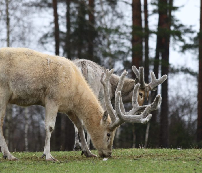 Park Dzikich Zwierzat Polen