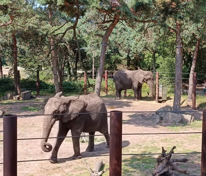 Safari park Beekse Bergen olifant