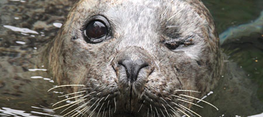 Sea Life Cornish Seal Sanctuary