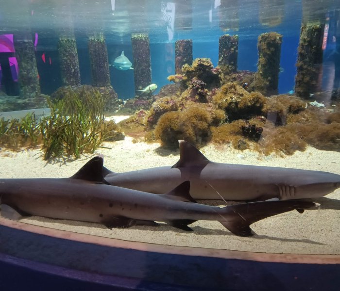 Sea Life Oberhausen shark 2