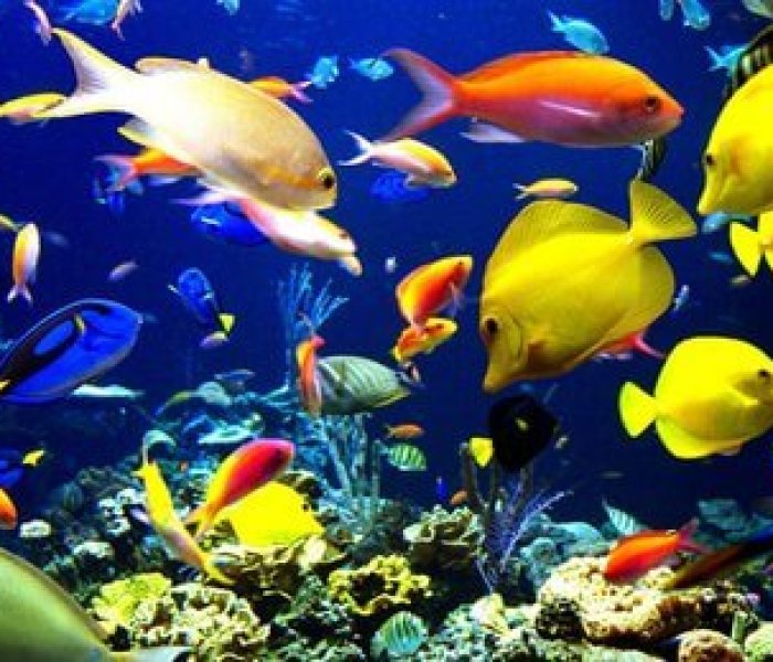 The Lake District Coast Aquarium
