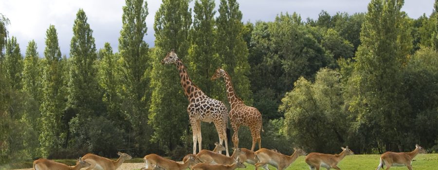 Thoiry Zoosafari giraffes