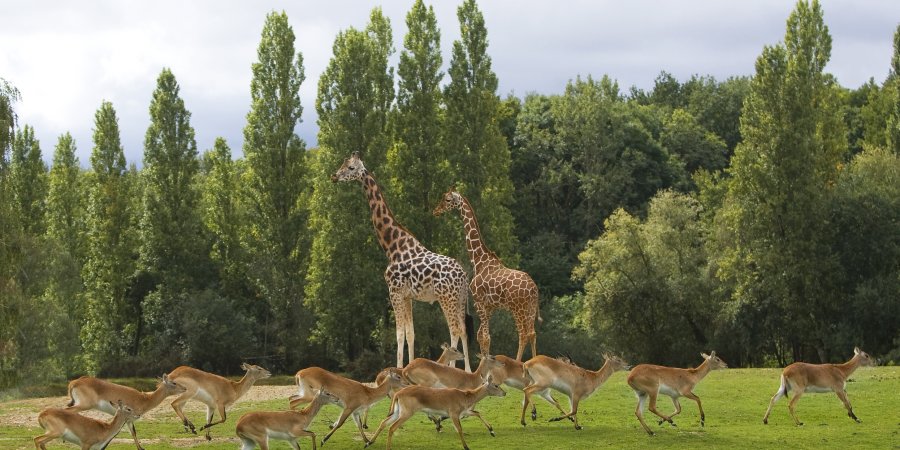 Thoiry Zoosafari giraffes