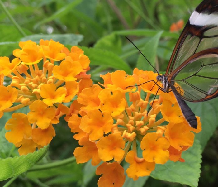 Vlinderparadijs Papiliorama