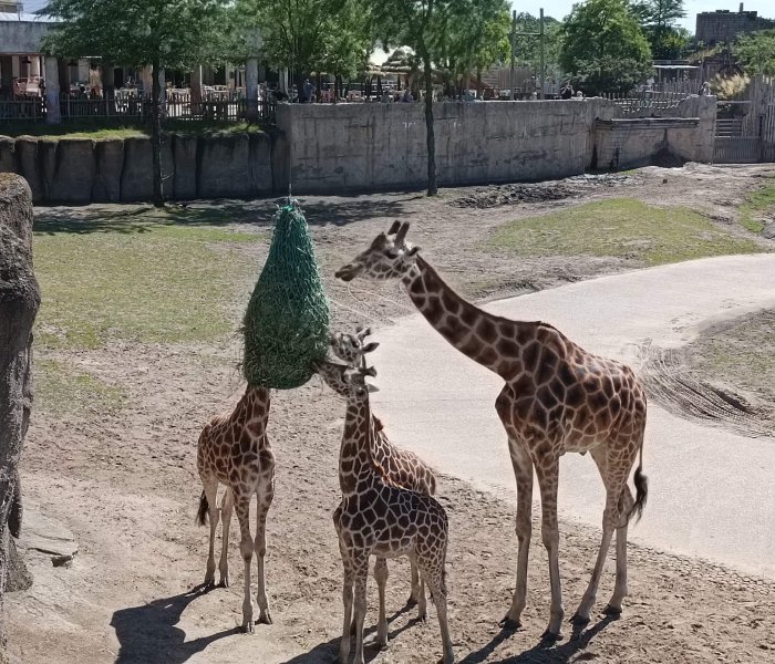 Wildlands Adventure Zoo Emmen giraf