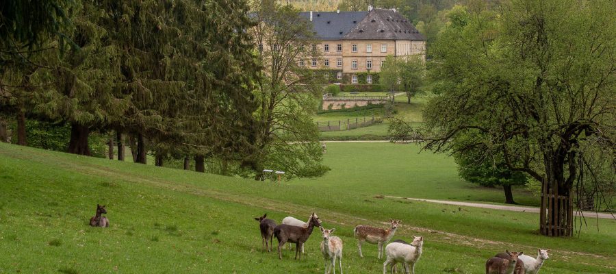 Wildpark Schloss Tambach