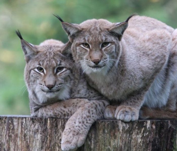 Wildpark Schwarze Berge