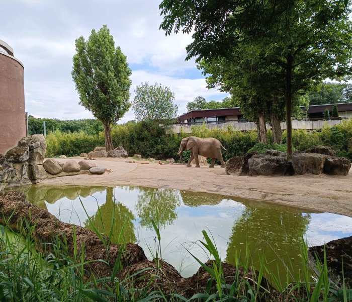 Zoo Duisburg Olifant