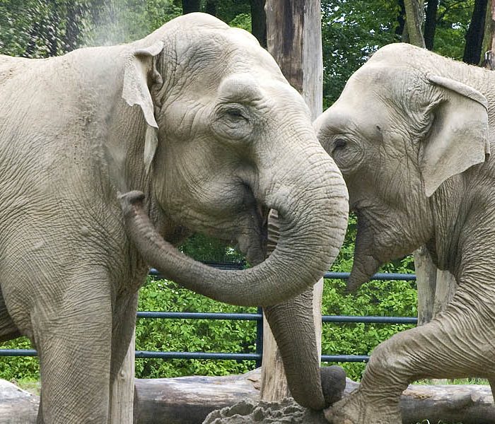 Zoo Krakow Polen