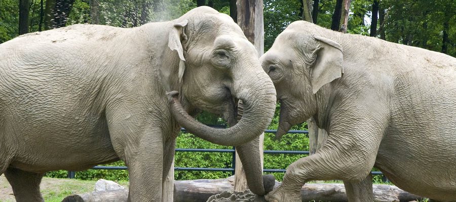 Zoo Krakow Polen