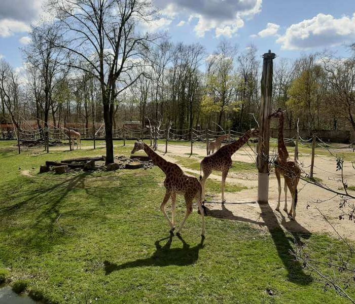 Zoo Planckendael Belgium