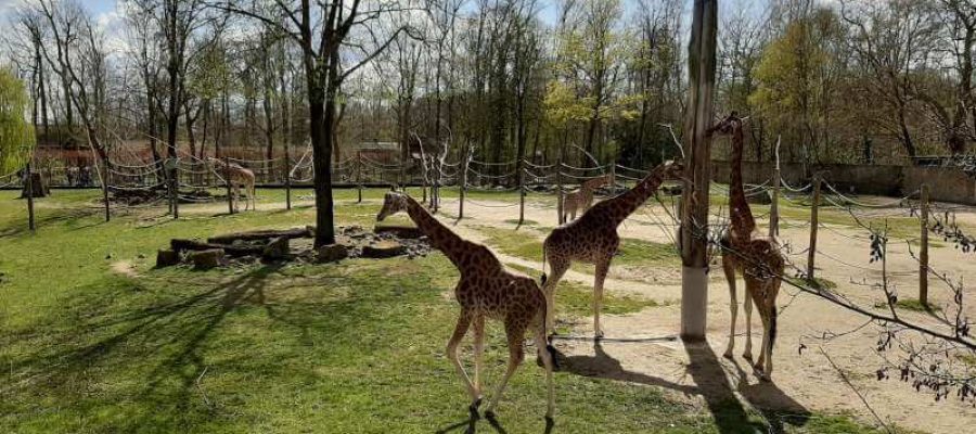 Zoo Planckendael Belgium