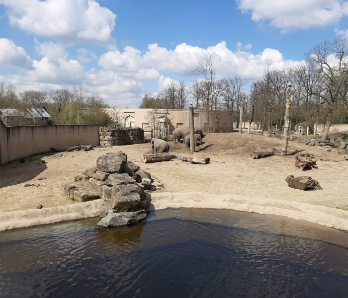 Zoo Planckendael elephants