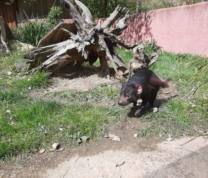 Zoo Planckendael tasmanian devil