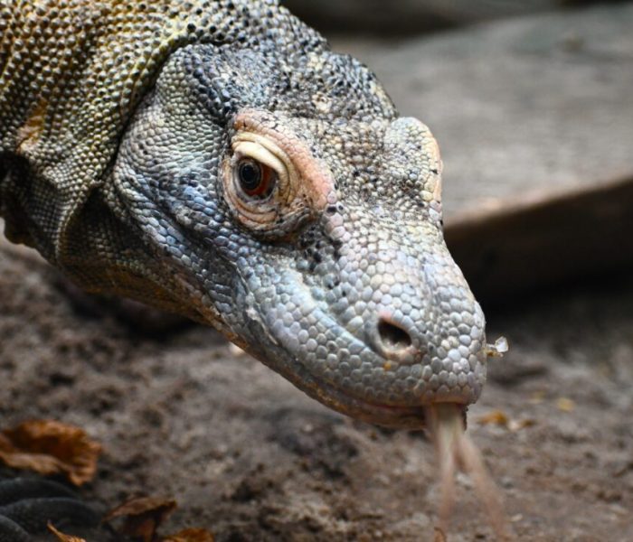 Zoo Poznan Polen