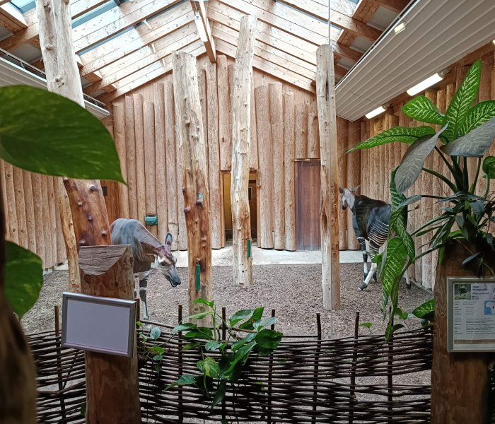 Zoo Wuppertal okapi