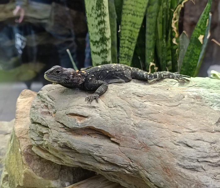 Zoo Wuppertal reptile