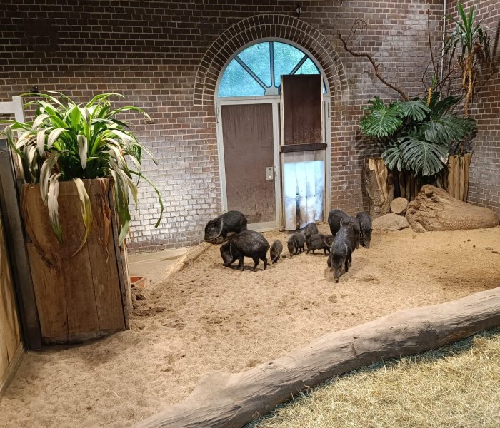 Zoo Wuppertal wrattenzwijn