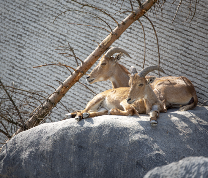 Zoo Zamosc Polen