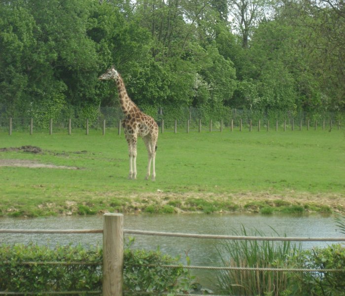 Zoo de Cerza France giraffe